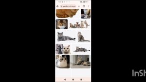 ОБОЖАЮ КОТОВ 🐱 🩷🩷