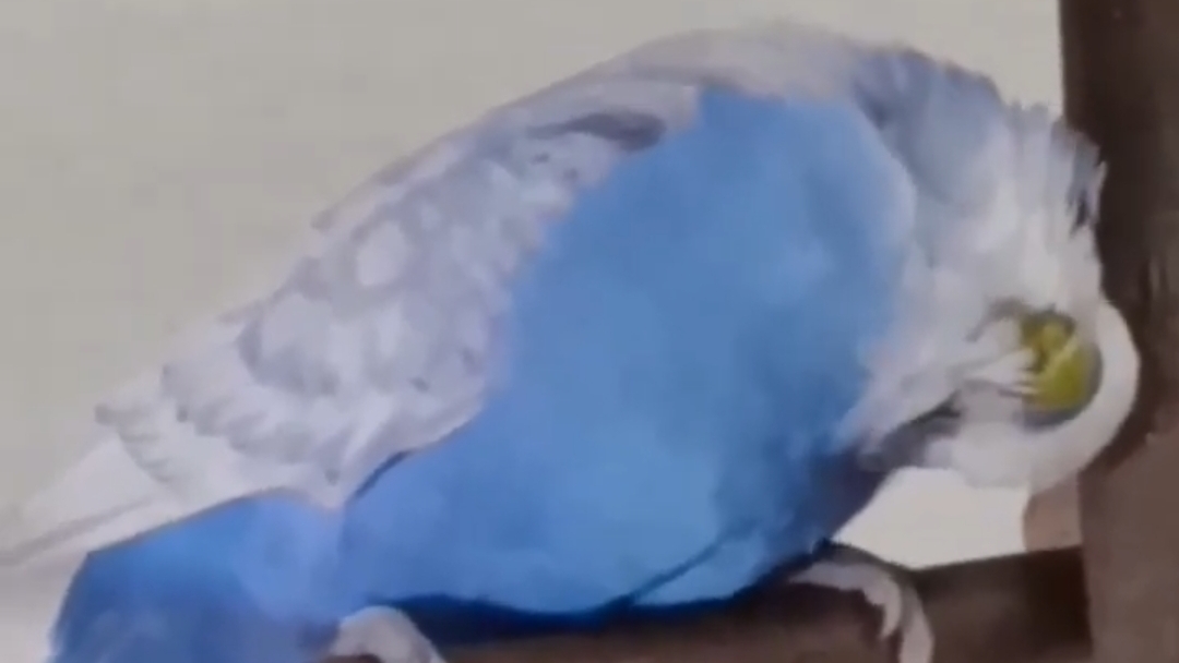 Очевидное невероятное 🤯 Где голова?🦜 #ангелочеккеша #funnyshorts #попугай