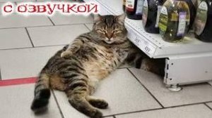 Приколы_с_котами__Смешные_коты_-_С_ОЗВУЧКОЙ__УГАРНЫЕ_Смешные_Животные_2026__-_YouTube