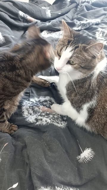 Новые умываки