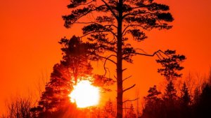 Коты воители стань диким фильм 2026