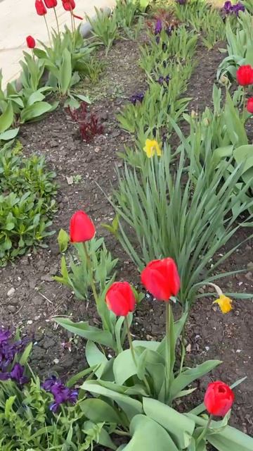 ДНР. Харцызск.  28.04.2026. Цветы у дома. Ирисы синие