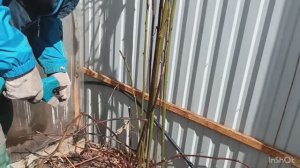 С клубникой закончили, взялись за ежевику