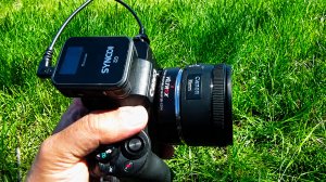 Тест полтинника 📷 Canon 50mm f/1.8 🔥: парк 🌿, лошади 🐎 и странные находки 🐚🪵