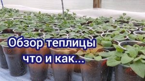 Обзор растений. Часть первая