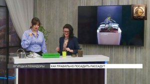 Огурцы и помидоры. Как правильно посадить рассаду.
