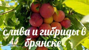 Возвратные заморозки , цветение сливы .