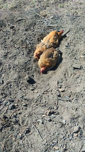 Куры нашли золу