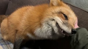 Лиса-Алиса. Грязная, но довольная лиса