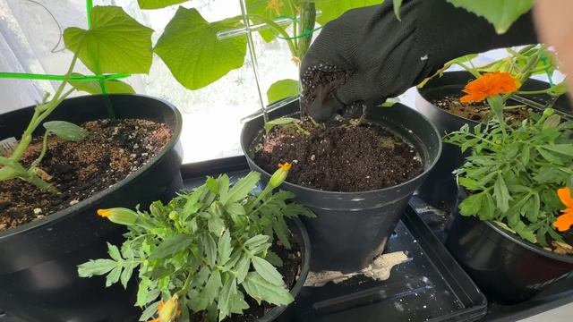 УРА! Пробуем наши ОГУРЦЫ которые вырастили дома 🏡!