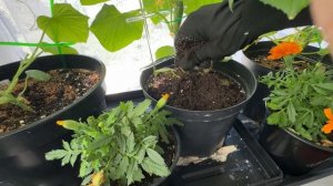 УРА! Пробуем наши ОГУРЦЫ которые вырастили дома 🏡!