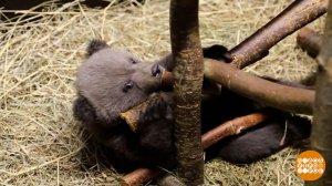 Медвежата-сироты не пропадут! Доброе утро. Фрагмент выпуска от 28.04.2026