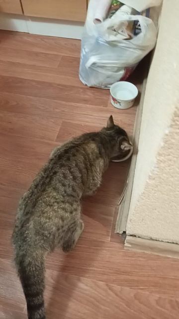 Кошка ест еду