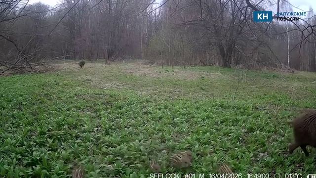 В калужском заповеднике фотоловушки засняли маленьких кабанчиков