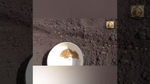 Посев томатов в грунт семенами.