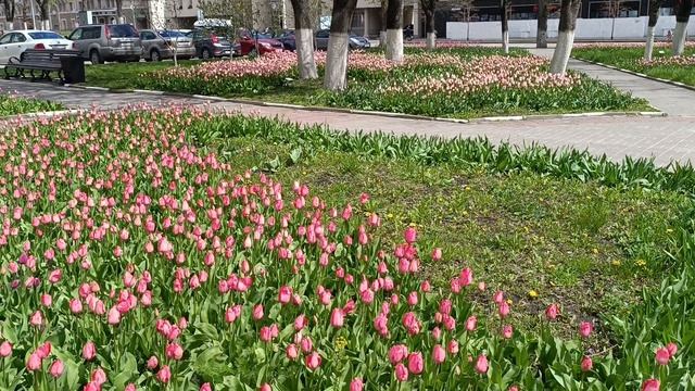 Красота у Театрального ресторанчика. 28.04.26