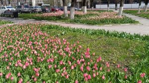 Красота у Театрального ресторанчика. 28.04.26