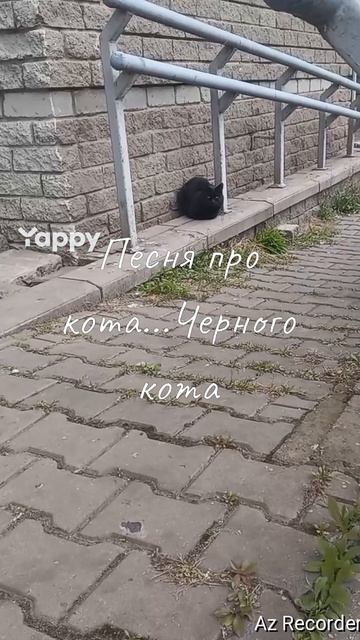 #бездомныекоты#милота💕💕💕 #котята #якашака😺 #жалкодослез#подаркисалисой #стабилизируй #милейшеесо