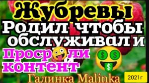 Жубревы Life Vlog _Обзор Влогов _Родил чтобы его обслуживали__Про рали контент__