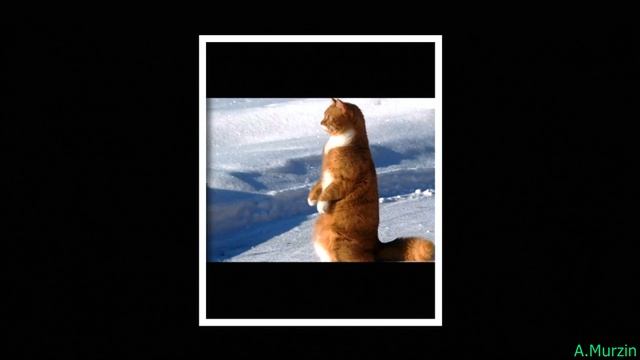 Vasim - End of Mission