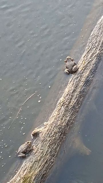 спаривание лягушек 🐸