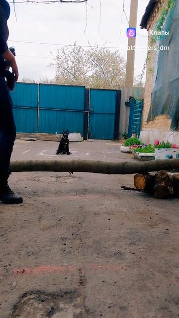 Дрессировка оТ Нагорной . Ротвейлер и Питбуль