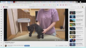 Котята питомника кошек  МАКСИМУМ ДУШИ