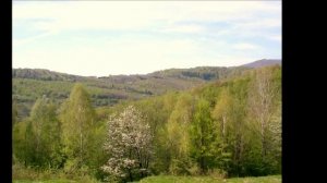 «ДЕРЕВЬЯ ЦВЕТУТ». Из цикла Календарь природы_mp4 (1280x720)