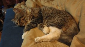 Сергей РАzoom Фокин и Маркиз. 28.4.2026 год.