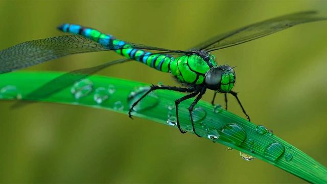 🪰Учим насекомых | развивающий мультфильм | животные для детей