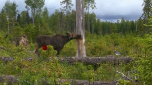 Лесная идиллия: лось, соль, трясогузка и кукушка