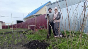 РОДИТЕЛИ ПЕРЕЖИВАЮТ,ВСЁ СГНИËТ /ПЕРЕСАЖИВАЕМ  МАЛИНУ И ВИНОГРАД/