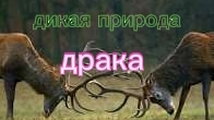 МОГУЧИЕ ОЛЕНИ. ДЕРУТСЯ. ДИКАЯ ПРИРОДА