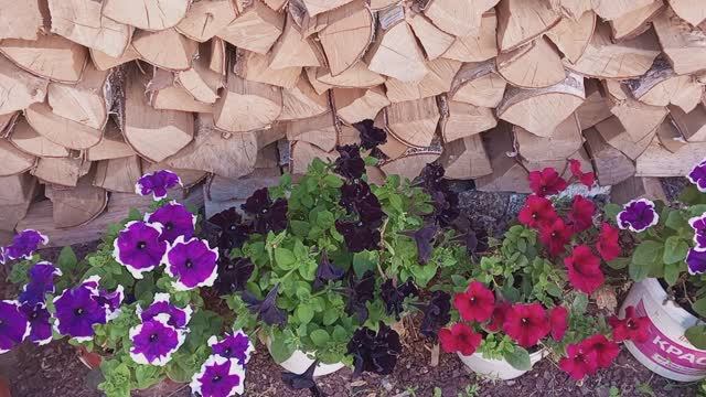 Вот  бы и в этом году было так! Приехала без предупреждения домой, а здесь меня ждали...