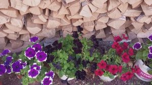 Вот  бы и в этом году было так! Приехала без предупреждения домой, а здесь меня ждали...