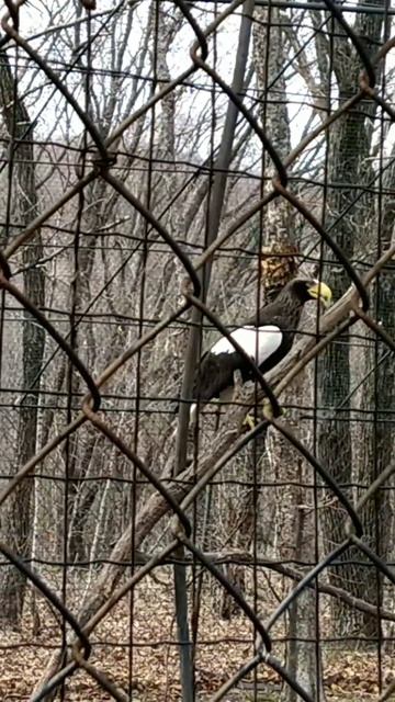 Белоплечий орлан.