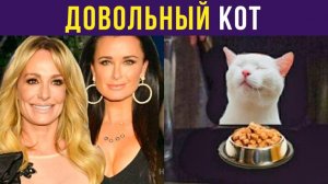 ДОВОЛЬНЫЙ недовольный кот) Приколы с котами