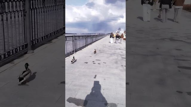 Весна :небо и река✨ открытие музыкального🎶😊👌 сезона ✨ утиные прогулки по набережной😉😍