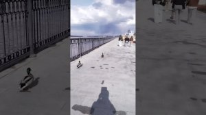 Весна :небо и река✨ открытие музыкального🎶😊👌 сезона ✨ утиные прогулки по набережной😉😍