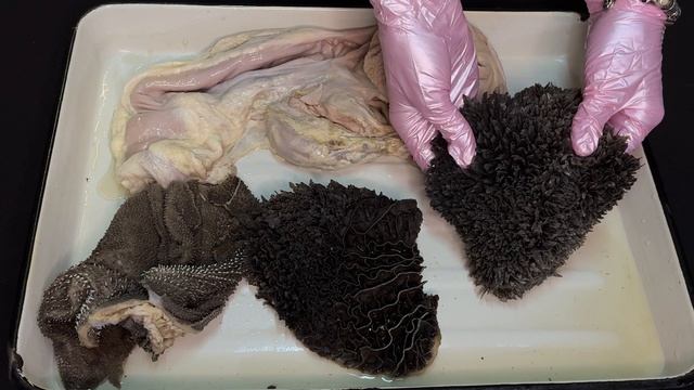 Особенности слизистой оболочки желудка теленка и взрослой коровы