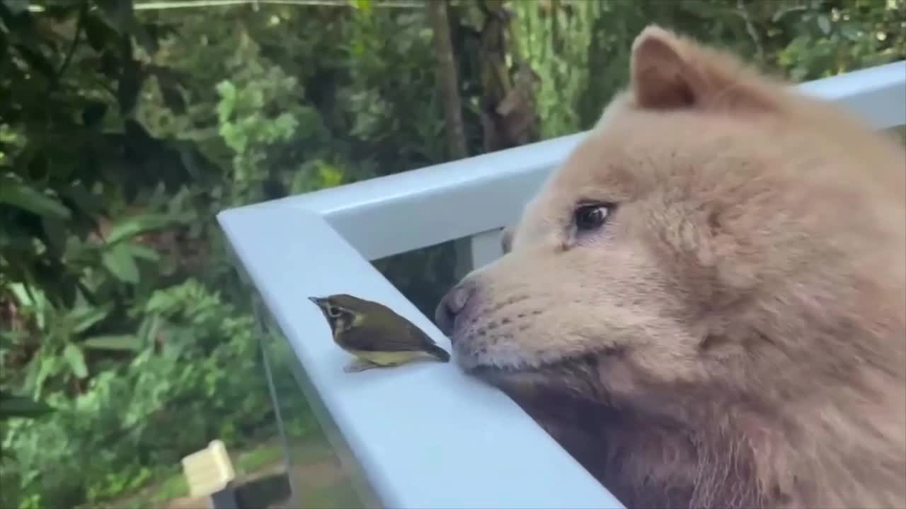 #видео #животные #Милые