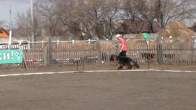 подросток сука длинная шерсть смотреть онлайн