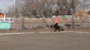 подросток сука длинная шерсть