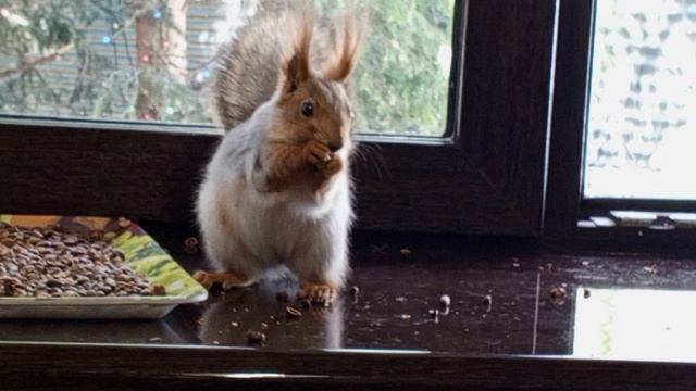 вольные белочки