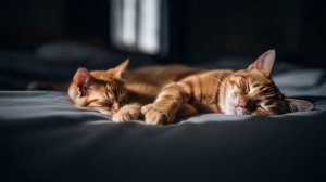 Котики - сборник [1,5 часа]