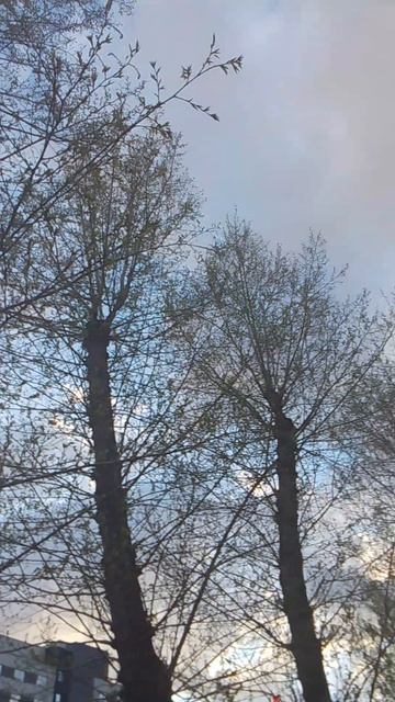 28-04-2026 обрубленные деревья