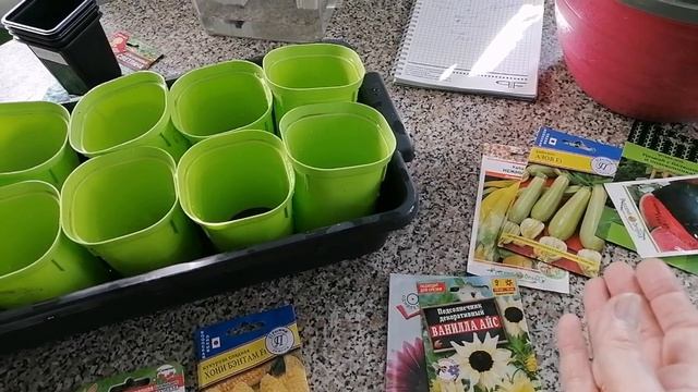 Когда сажать на рассаду огурцы, кабачки, арбузы, кукурузу?
