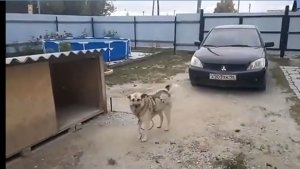 Птица подростает👍/Архив/