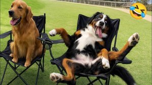 СМЕШНЫЕ КОТЫ | ЛУЧШИЕ ПРИКОЛЫ С КОТАМИ, СОБАКАМИ, КОШКИ, СОБАКИ, ЖИВОТНЫЕ, СМЕШНОЕ ВИДЕО