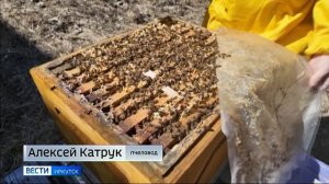 У пчел в Прибайкалье начался трудовой сезон, как и у хозяев медовых пасек